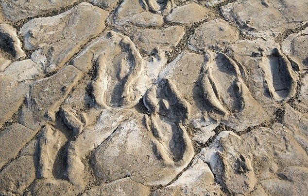 independent-age-estimates-resolve-the-controversy-of-ancient-human-footprints-at-white-sands